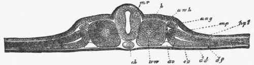 Transverse section through the embryo of a chick on the second clay, where the medullary canal is closed.