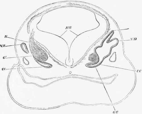 Transverse section through the head of a foetal sheep in the region of the hind brain.