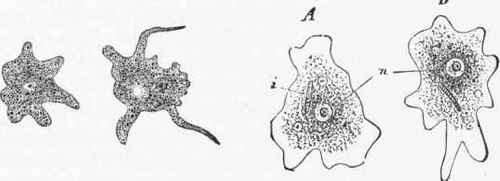 Two different forms of Amoeba; in different phases of movement.