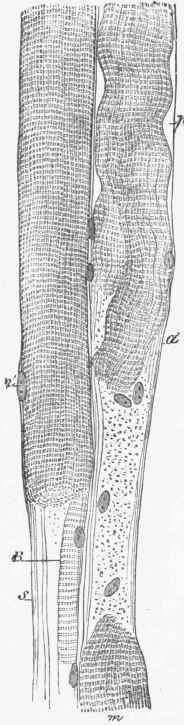 Two fibres of striated muscle, in which the contractile substance (ni) has been ruptured.