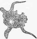 Unicellular organism. Small amoeba. (Cadiat).