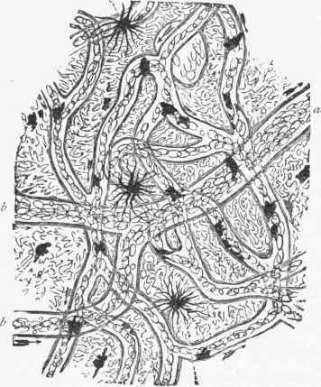 Vessels of the Frog's Web.