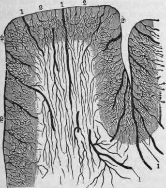 Long or Medullary Arteries