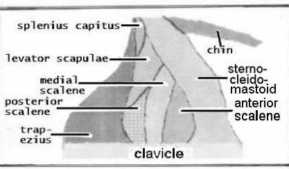 Anatomy Of The Neck 74