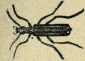 CANTHARIS VITTATA,