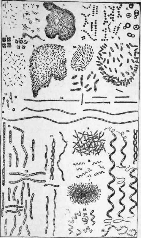Fig. 28. Bacteria.