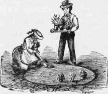 The Flower Garden 155