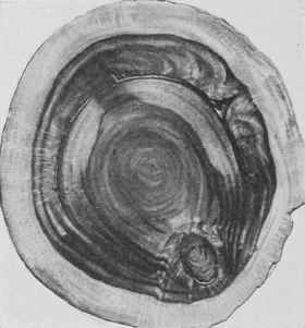 Laburnum Oyster Piece