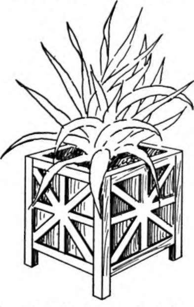 Large Plant Box