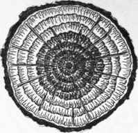 Wood 11