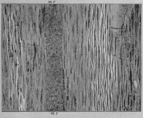 Timber And Its Preparation For Use Timber 392
