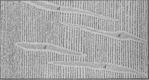 a microscopic enlargment of a tangential section