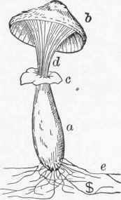 Fig. 18.   Toadstool, a, stem; b, umbrella top; c. ring, attached to the top before it expands; d, gills; e, filaments forming the mycelium.