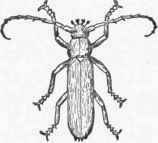 Fig. 20.   Oak pruner.