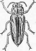 Fig. 24.   Buprestid.