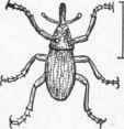 Fig. 25.   Pine weevil.