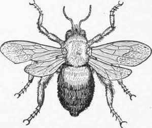 Fig. 29. Carpenter bee.