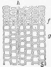 Part First Structure Of Wood 6