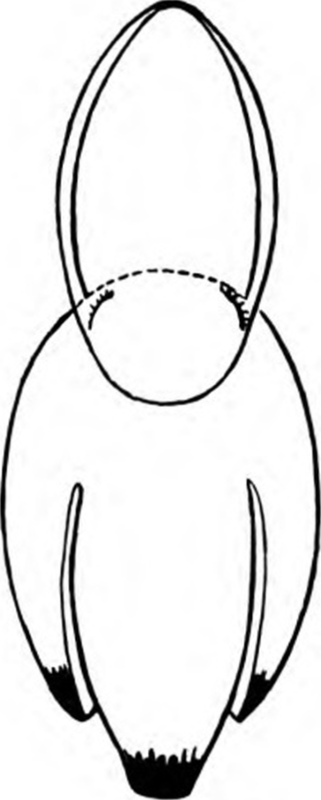 How To Whittle a Pelican 21