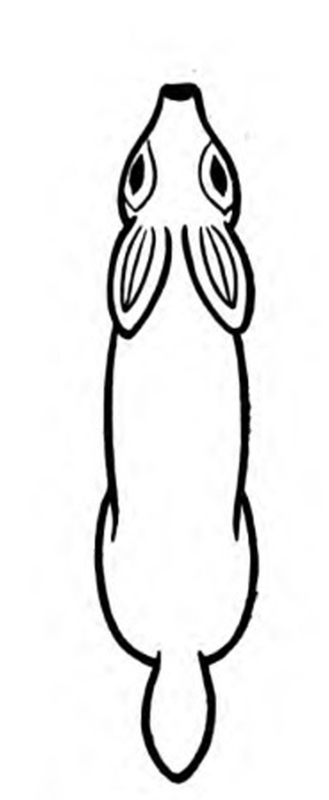 How To Whittle a White Tailed Deer 142