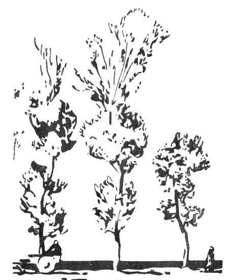 Plate XI