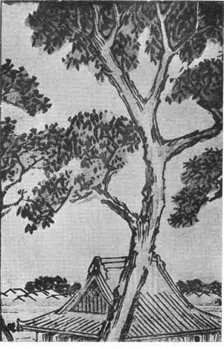 Plate XVII