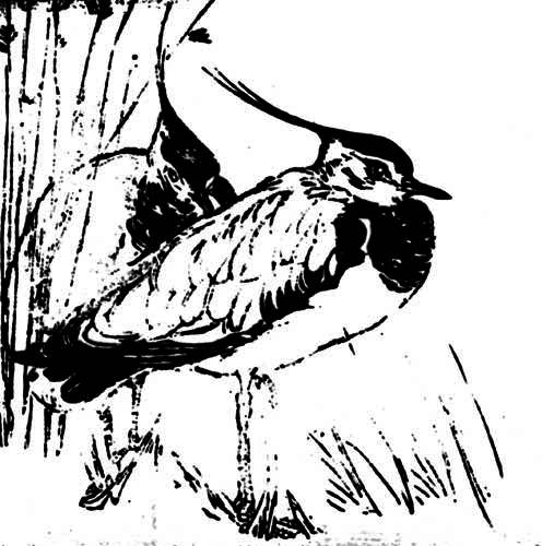 Plate XXIV