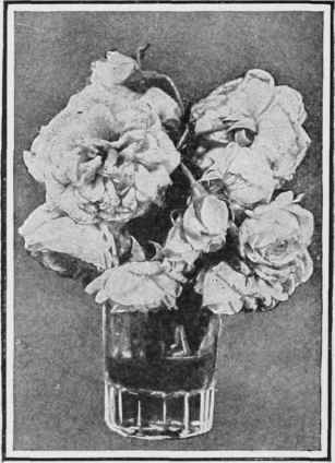 The roses are covered with a network of blue veins
