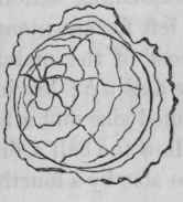 The Sphere And Various Forms In Hardwood And Ivory 400325