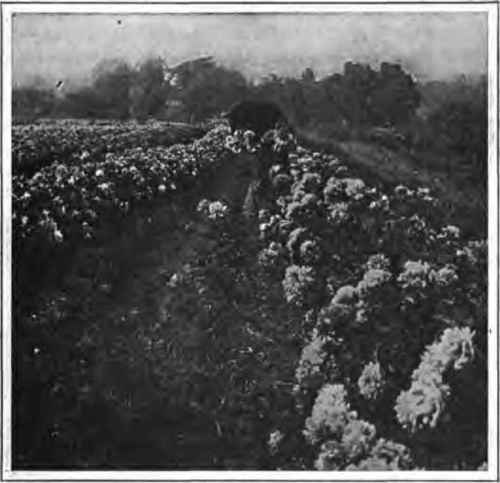 A Small Part of a Peony Field. A. J. Swanson.