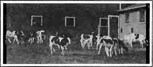 Holstein Cattle. A. J. Swanson.