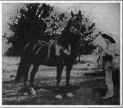 Monarch. A.J.Swanson.