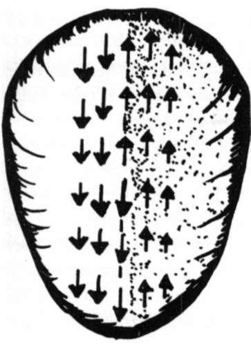 Wave vector readings of the skull when a person's head is level