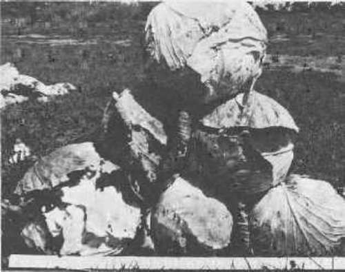 plants are propagated within the pyramidal shape