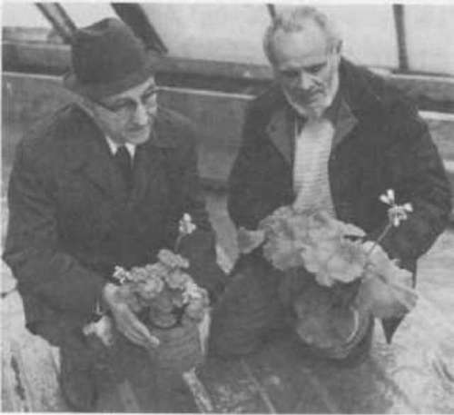 vegetables and plants grown in pyramids