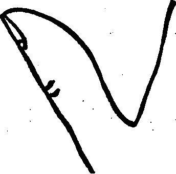 The Firm Jointed Thumb.