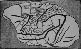 Man's Brain And Its Connections With The Various Parts Of The Body