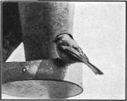 A Blackcapped Chickadee, Perched On A Feeding Pan
