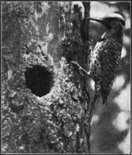 A Flicker