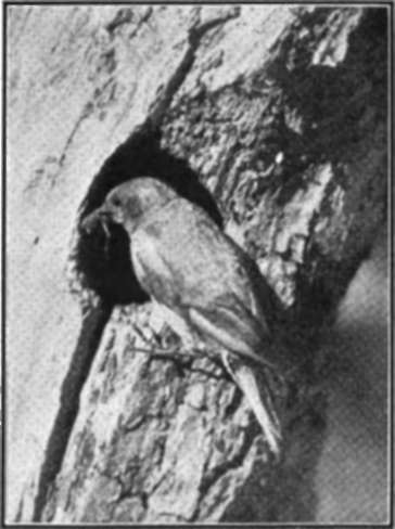 A Good Shot Of A Bird