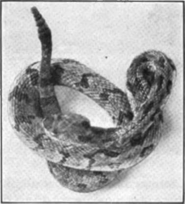 A Rattler Can Be Dangerous