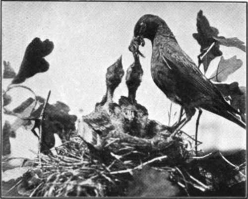 A Robin Brings Supper To The Young Ones In The Nest