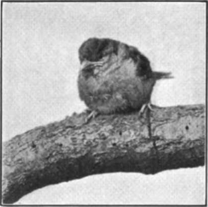 A Young Sparrow In A Thoughtful Mood