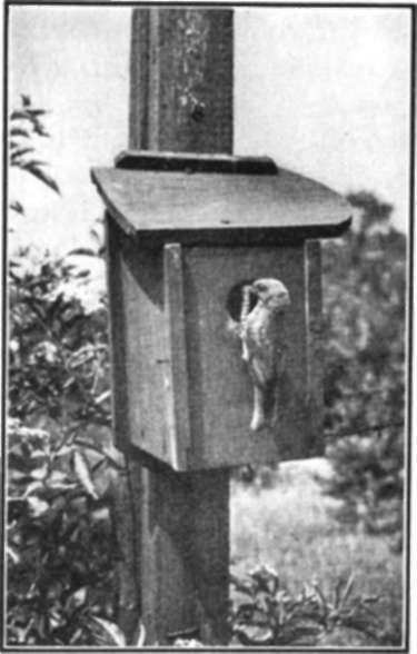 Another Type Of Birdhouse