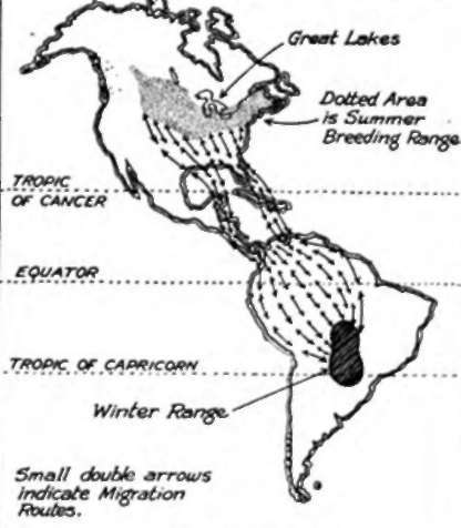 Bobolin K Migration