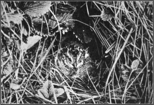 Bobwhite Quail