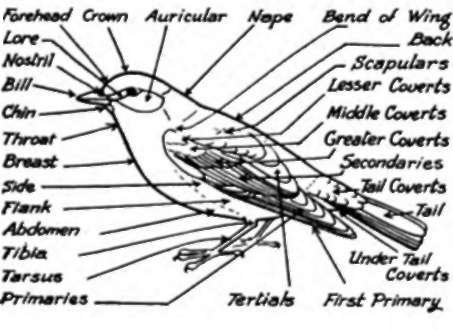 Parts Of A Bird
