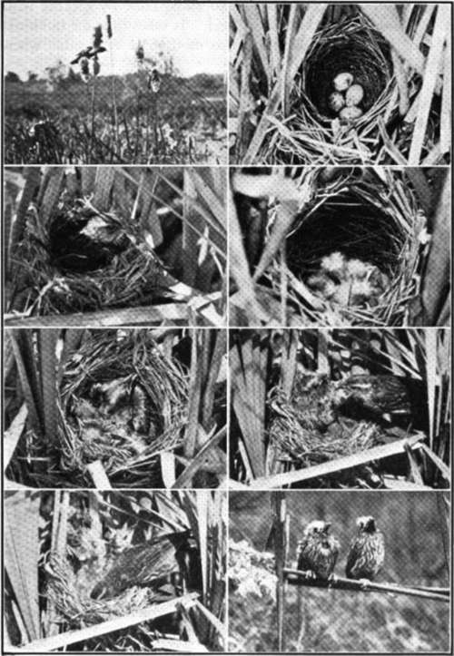 Red Winged Blackbirds