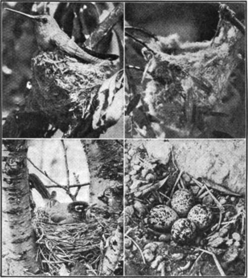 Various Types Of Nest Architecture