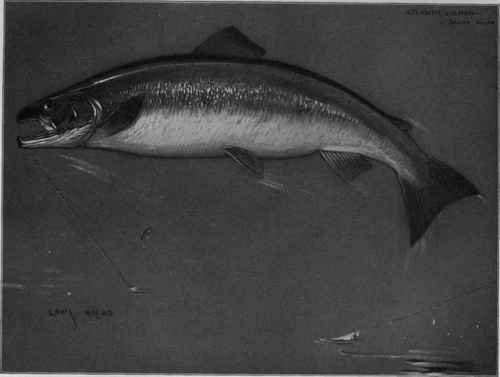 Atlantic salmon Salmo Salar